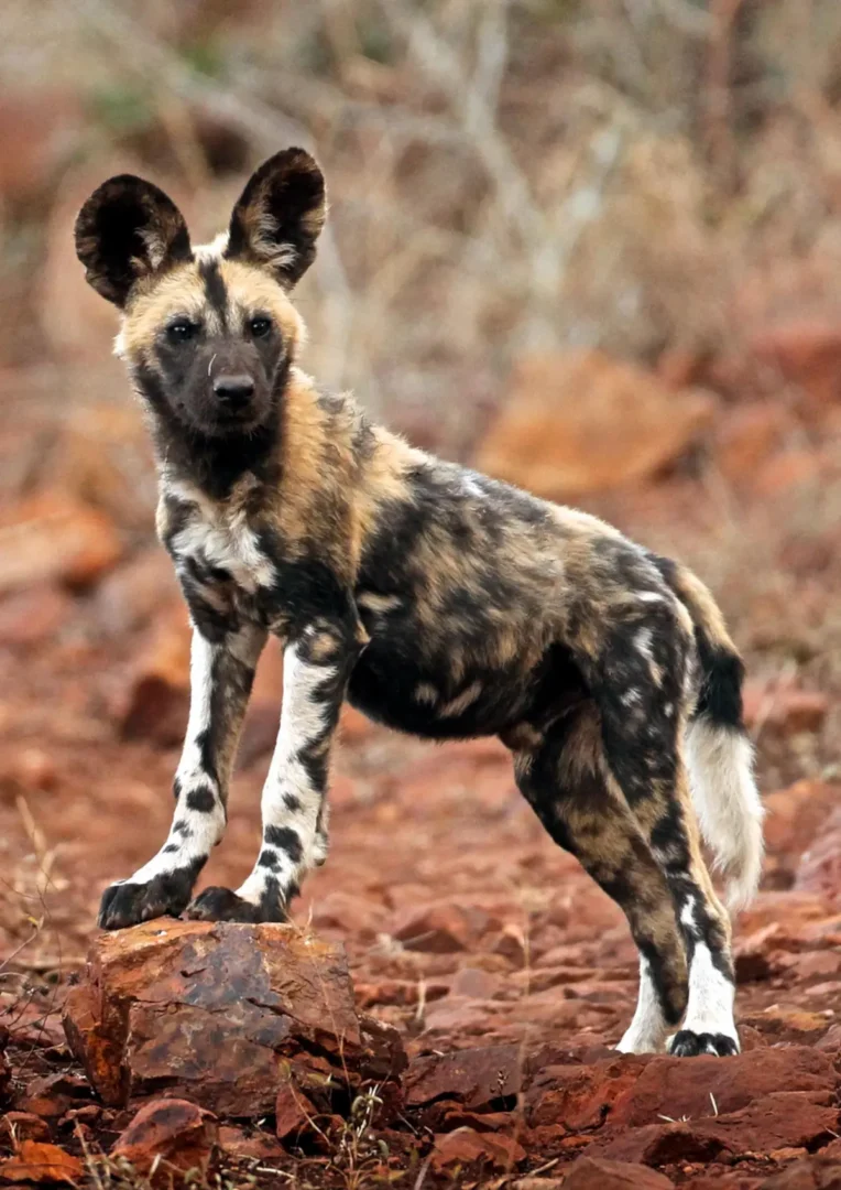Supporting Wildlife ACT – partnering to save endangered wildlife in Africa